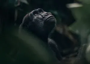 A photograph of a gorilla